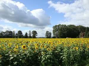 Bramscher Herbstausflug 699